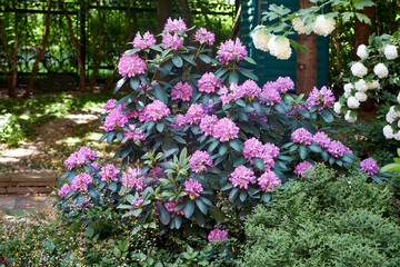 A large blooming pink rhododendron bush in the Summer Garden