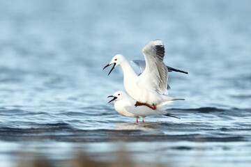 Una pareja de gaviotas picofinas apareandose en el Delta del Ebro, Larus genei