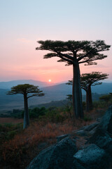 Obraz premium Sunset over baobab trees in african landscape