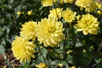 Dahlia jaune au jardin en été