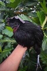 A person's hand holds a striking, entirely black fowl with a unique comb, set against a lush green foliage background, highlighting its distinctive features and deep coloration.