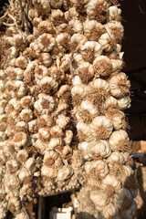 Bunches of Garlic Hanging