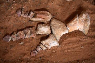Dinosaur's remains found in the Gobi Desert, Mongolia © Massimo Pizzotti