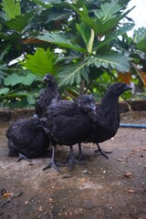 A group of four dark, sleek-feathered fowl stand on an earthy surface with lush green foliage in the background, showcasing their uniform coloration and presence in a natural setting.