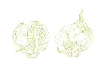 Detailed Vector Sketch of Fresh Cauliflower