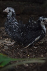 Two young fowl with distinctive black and white speckled plumage stand on dark earth, their developing feathers and curious expressions captured in a softly lit, natural setting.

