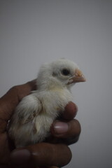 A small, fluffy white chick is gently cradled in a human hand, its soft down and innocent...