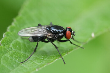 Closeup on a dark black colored Muscid fly, Hydrotaea diabolus sitting on a green leaf