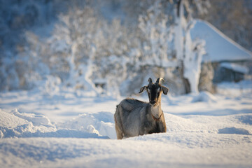 Goat in winter