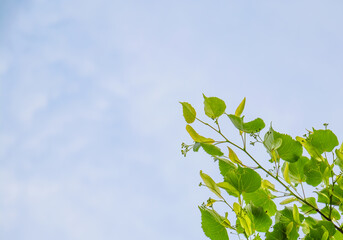 Young green linden tree (Tilia) leaves and flower buds against a soft blue sky in spring. Minimalist nature background with copy space
