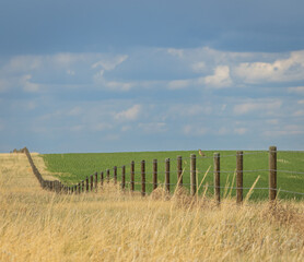 Obraz premium green field and blue sky bird on fence