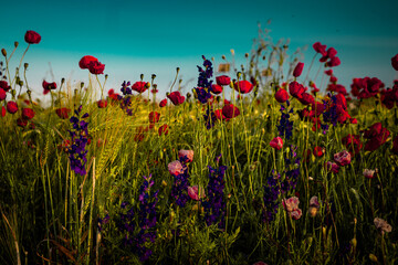 A lush field of wildflowers, dominated mainly by bright red poppies and striking purple delphiniums. The foreground is a tapestry of tall grasses and other wildflowers red and purple flowers stand out