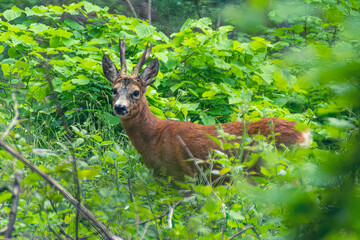 jeune cerf de la foret d'Ezanville