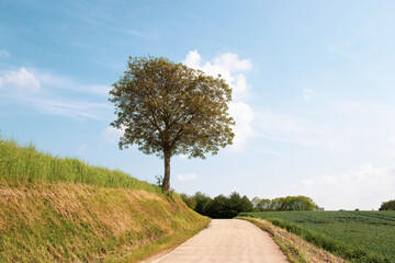 arbre solitaire au bord d'un chemin de campagne
