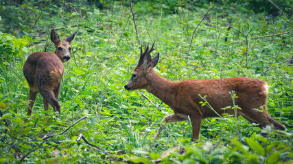 famille de biches dans les boit d'Ezanville
