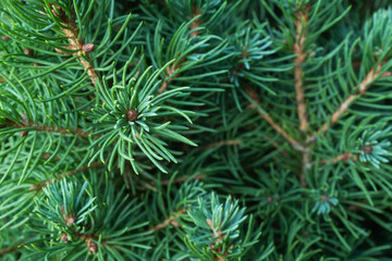 Close-Up of Pine Tree Needles – Vibrant Green Foliage with Dew Drops. Pine background for plant websites and nature photography. High quality photography