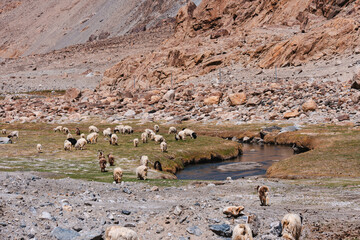 A herd of Himalayan sheep grazing on high-altitude meadows beneath rocky slopes and glacial...