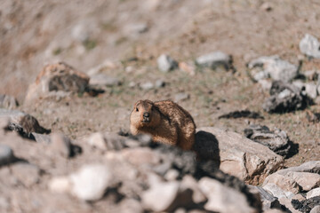 Himalayan marmot perched on rocky terrain, blending into the rugged mountain landscape under the sunlight, capturing the essence of alpine wildlife in natural, serene high-altitude habitat