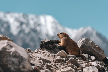 Himalayan marmot perched on rocky terrain, blending into the rugged mountain landscape under the sunlight, capturing the essence of alpine wildlife in natural, serene high-altitude habitat