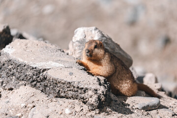 Himalayan marmot perched on rocky terrain, blending into the rugged mountain landscape under the sunlight, capturing the essence of alpine wildlife in natural, serene high-altitude habitat