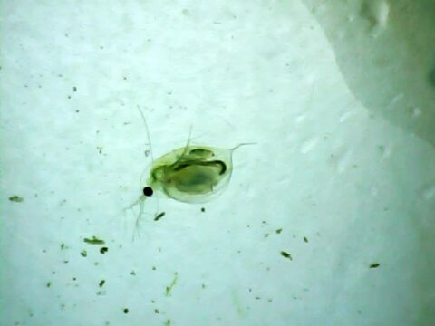 Microscopic Daphnias on a microscope glass