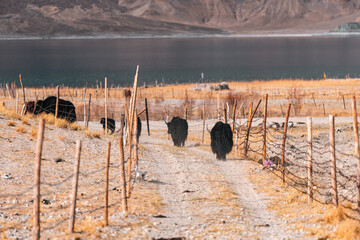 Yaks wandering across golden Himalayan pastureland under the shadow of vast mountain ranges,...