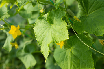Close-Up of Cucumber Plant with Yellow Flowers and Green Leaves – Healthy Garden Vegetation. Gherkins grow in glasshouse for design, wallpaper, poster, banner, cover, website. High quality photography