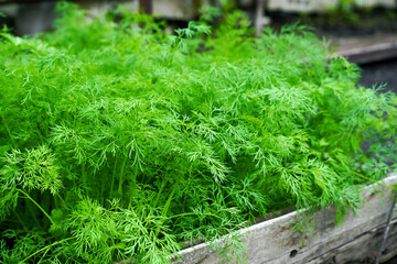 Young spring dill grows in a greenhouse or on a garden bed. Concept of growing natural organic and vitamin greens.