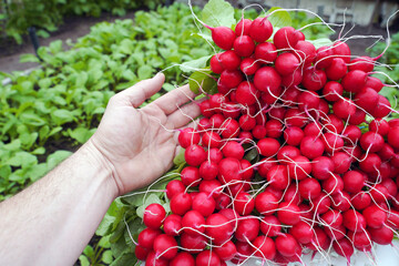Hand holding red radishes of the Dutch variety CELESTA F1. Farmer grow a red radish full of nutrition and vitamin for vegetarian and vegan, close up look of red radish.