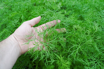 Hand holding green dill. Farmer inspects the quality of young dill.