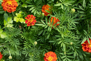 French Marigold (Tagetes patula) – Bright Orange and Red Blooms, Annual Flower for Gardens, Landscaping and Pollinator Attraction for publication, poster, calendar, cover. High quality photography