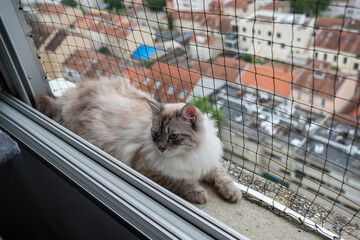 Beautiful Siberian Cat Resting Balcony