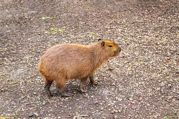 Greater capybara, largest living rodent. Capybara walking calmly across gravel surface in open space. Concept of largest rodent, exotic pet, calm animal behavior