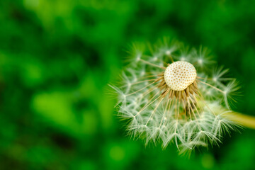 Close-Up of Dandelion Seed Head with Floating Seed on Green Background for publication, poster, screensaver, wallpaper, banner, cover, post. High quality photography
