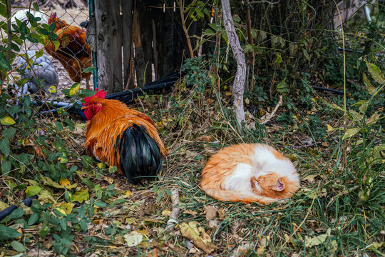 Orange cat and vibrant rooster resting together in overgrown garden area. Concept of unusual animal harmony, peaceful coexistence, rural tranquility, animal friendship, village farm life - Powered by Adobe