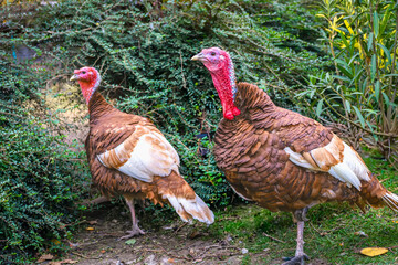 Turkeys in backyard. Two large turkeys with colorful plumage walking through green garden area. Concept of Thanksgiving, farm poultry, domestic bird