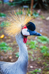 Fototapeta premium Portrait of Grey Crowned Crane. Close-up of crowned crane with striking plumage and vivid red cheek in natural setting. Concept of exotic bird, endangered species, nature conservation