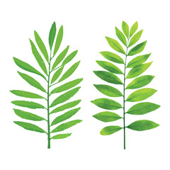 Obraz premium Two green stylized leaf illustrations
