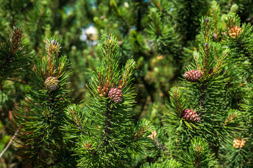 Fototapeta premium Close-up of mountain pine (Pinus mugo) branches with cones in summer, high-altitude vegetation in the Tatra Mountains, Poland.