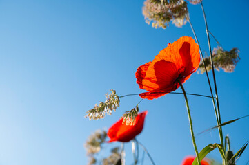 Blossom red poppy or poppies field meadow for blue sky in natural summer.	