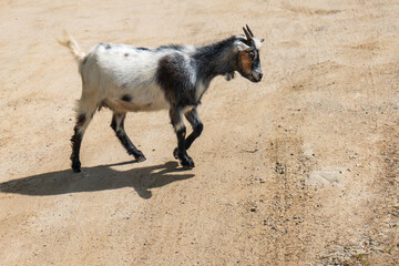Obraz premium Spotted domestic goat walking on a dirt road in rural area on a sunny day. Shadow visible on the ground. 