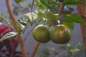 local Indonesian orange plants
