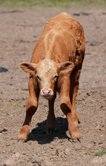  A cute brown calf stands alone in a sunny green field
