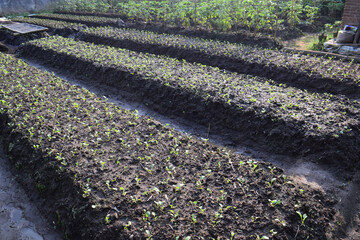 young mustard plants in the garden