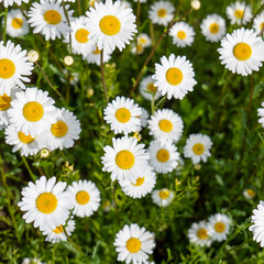 Close-up of blooming oxeye daisies (Leucanthemum vulgare) with white petals and yellow centers in a natural meadow during spring or summer.