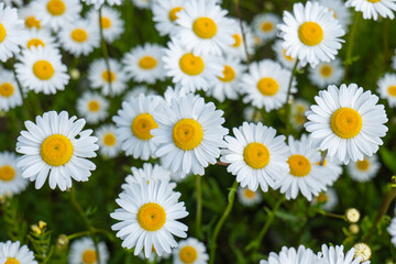 Fototapeta premium Close-up of blooming oxeye daisies (Leucanthemum vulgare) with white petals and yellow centers in a natural meadow during spring or summer.