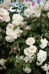 Background of blooming bushes of white roses flowers outdoors close up. Summer season.