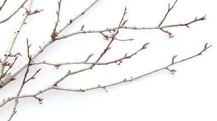 Obraz premium White background with isolated birch branches, clean, branch