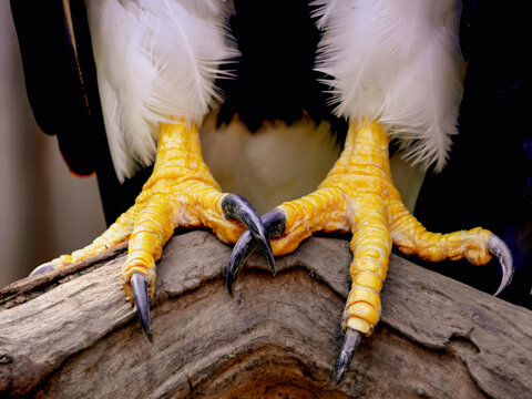 A dramatic close-up of eagle talons, capturing the raw strength and precision of this majestic bird of prey. The sharp claws and textured scales emphasize the eagle’s power.  - Powered by Adobe