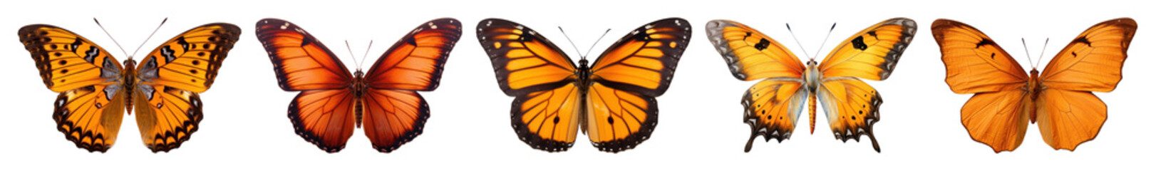 PNG Vibrant monarch butterflies aligned, element set on transparent background